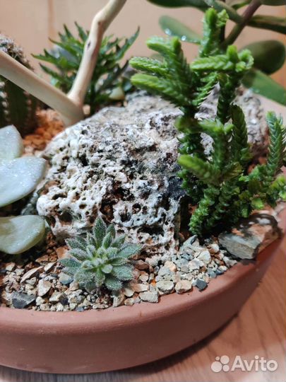 Композиция из суккулентов