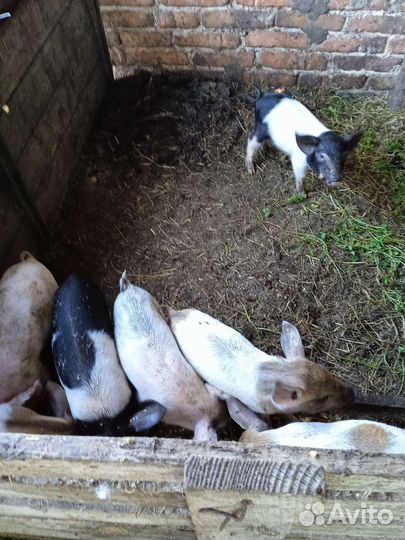 Поросята