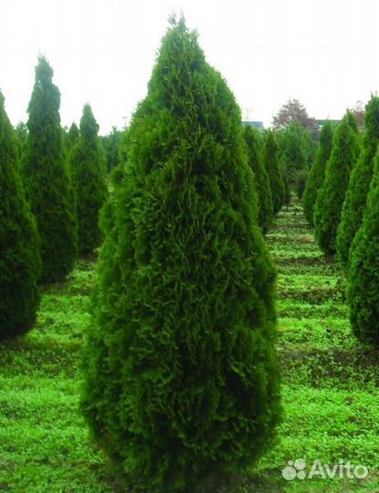 Туя сортовая Смарагд, Брабант,Колумна