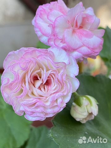 Пеларгония герань Kvarnlyckas Anna-Jeanette