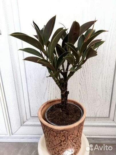 Фикус эластика Найроби