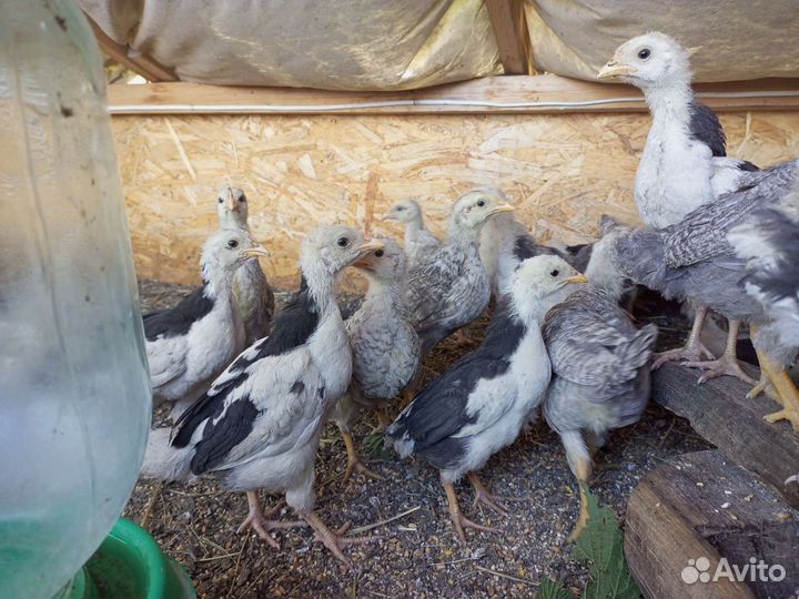 Утята, Циплята