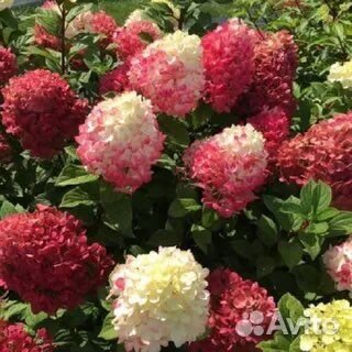 Гортензия Ред лайт