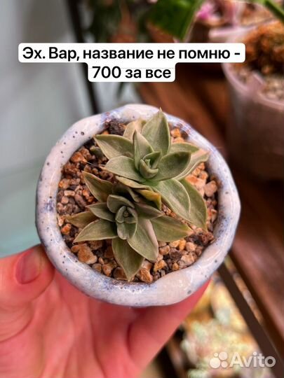 Succulent/эхеверия