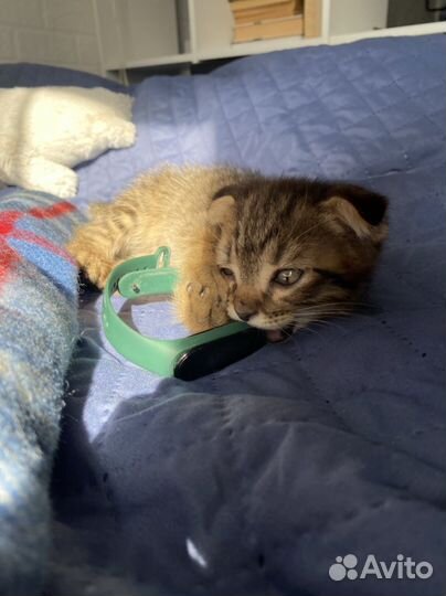 Котенок 1,5 мес