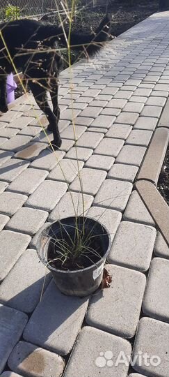 Декоративный злак