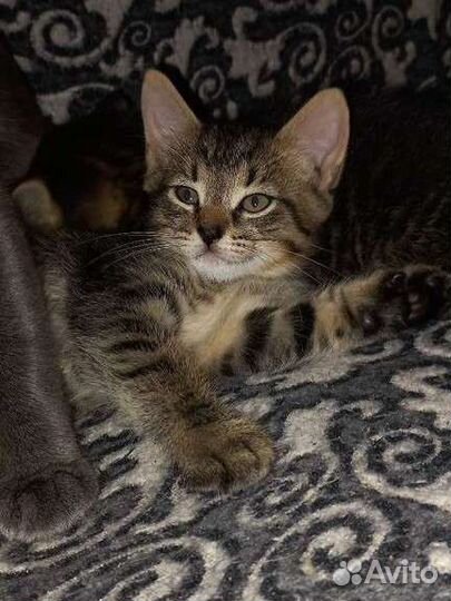 Кошка в дар