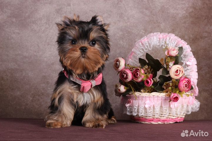 Йоркширского терьера мелкая курносая Адель РКФ