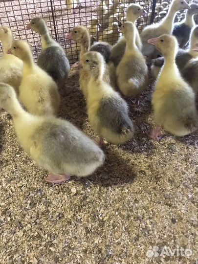 Бройлер,утята,гуси,муларды, индюшата