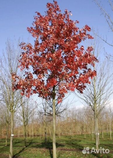 Дуб гарантия на приживаемость 12 мес