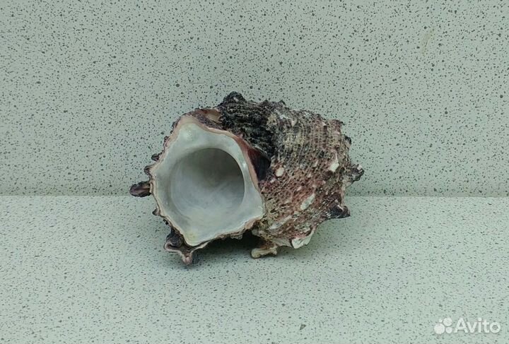 Ангария 5,4 морская ракушка раковина