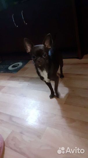 Чихуахуа кабель вязка