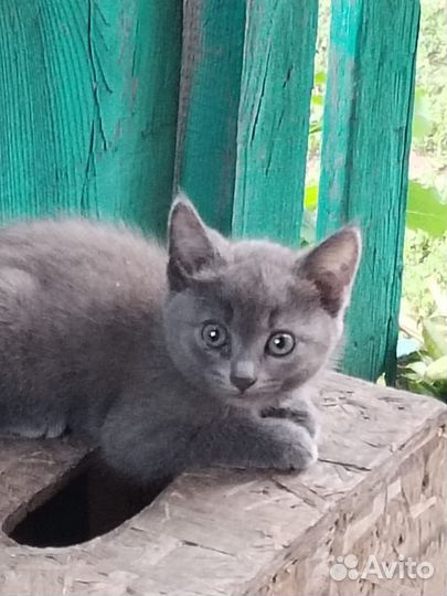 Котенок в добрые руки