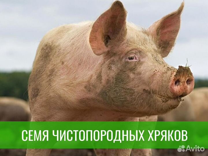 Семя хряка для искусственного осеменения свиней