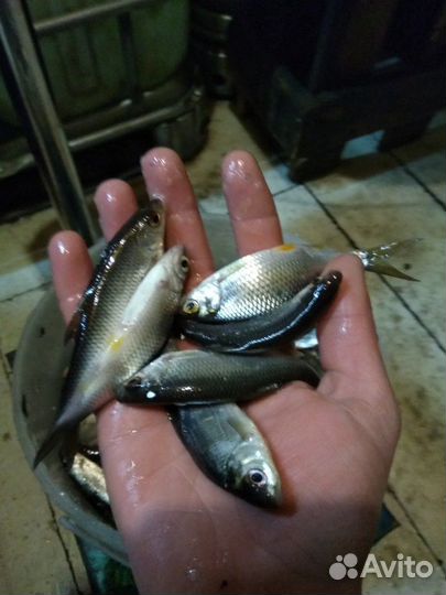 Живец на мурманском шоссе 24 часа