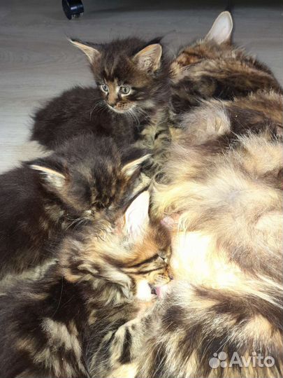 Котята мейн-кун