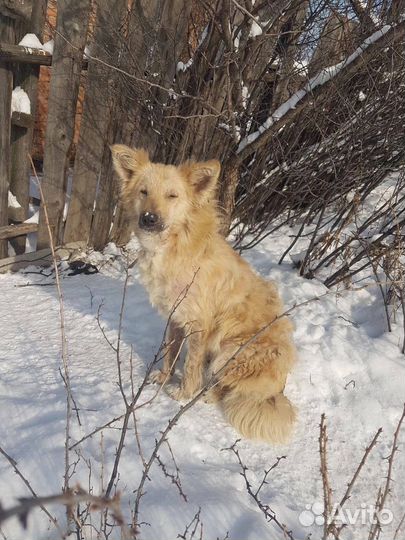 Собака в добрые руки