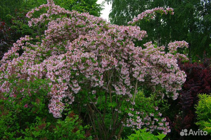 Декоративные кустарники