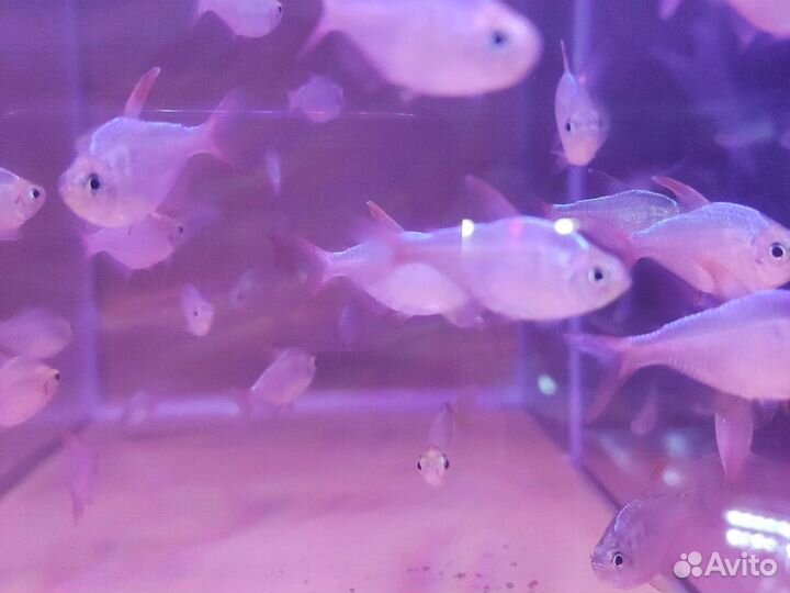 Тетра Эквадорская Аквариумные рыбки в магазине