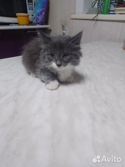 Отдам котят