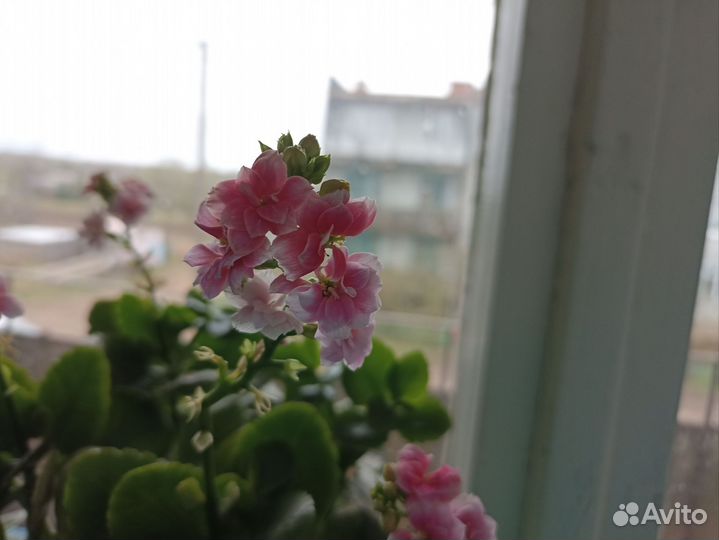 Каланхоэ цветущий