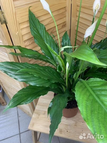 Спатифиллум