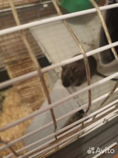 Белки дегу с клеткой