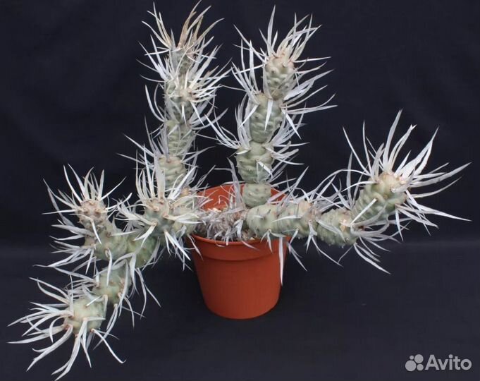 Кактусы и суккуленты - растения, детки, черенки 1