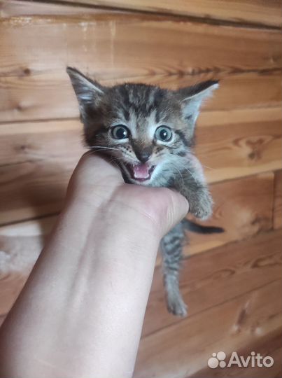 Котята в хорошие руки
