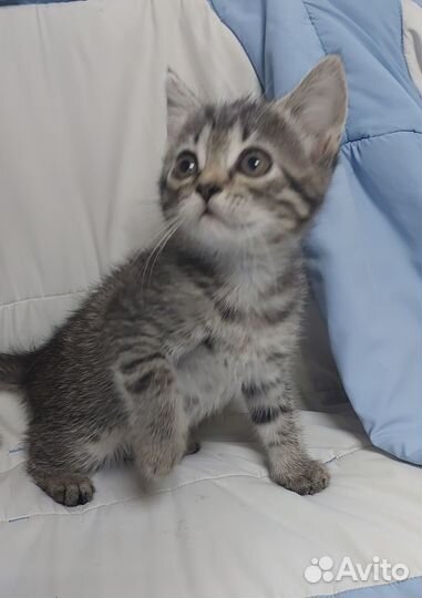 Шотландская вислоухая