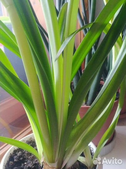 Гиппеаструм