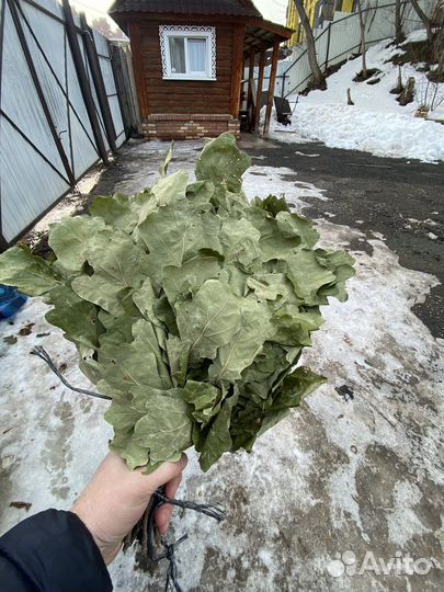 Дубовые веники для бани