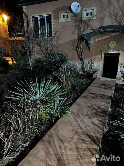 Пальма юкка