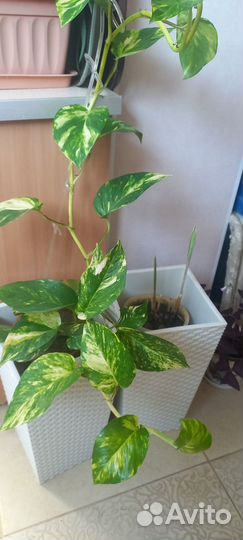 Сциндапсус