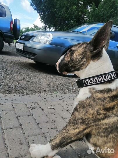 Бультерьер стандартный, вязка
