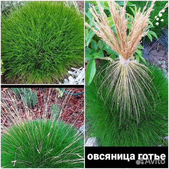 Декоративные злаки