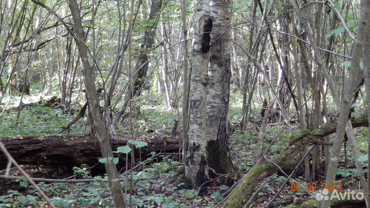 Чага Берёзовая Гриб