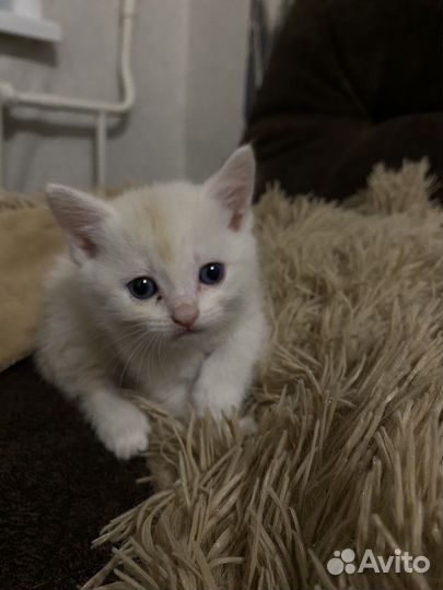 Кошка в дар бесплатно