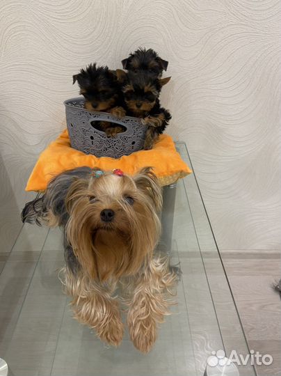 Йоркширский терьер щенки