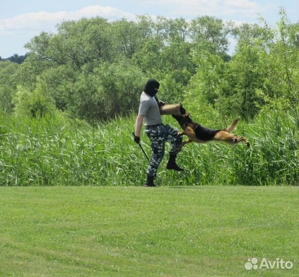 Дрессировка собак