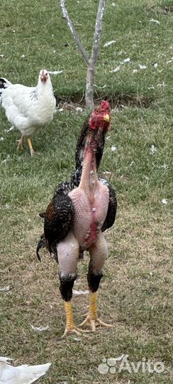 Бойцовые петухи