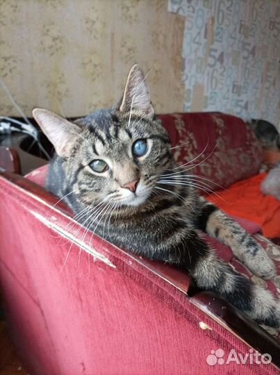 Отдам котенка в добрые руки. Оскар