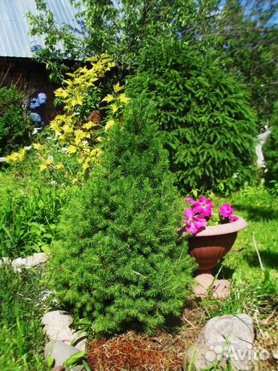 Хвойные растения,Ель Коника