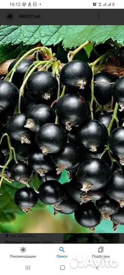 Смородина черная Услада саженцы