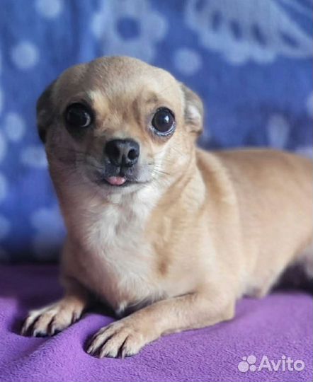 Чихуахуа ищет дом