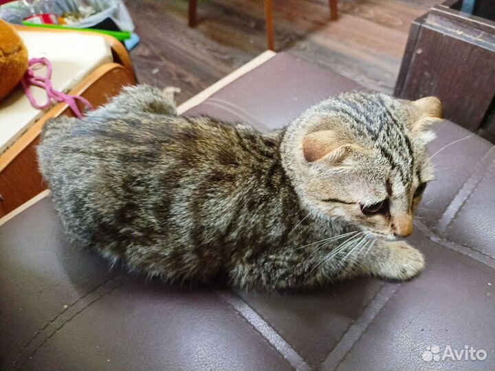 Котёнок вислоухий