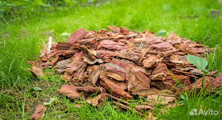 Кора лиственницы