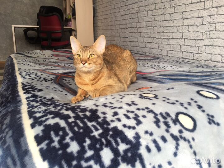 Домашняя передержка животных