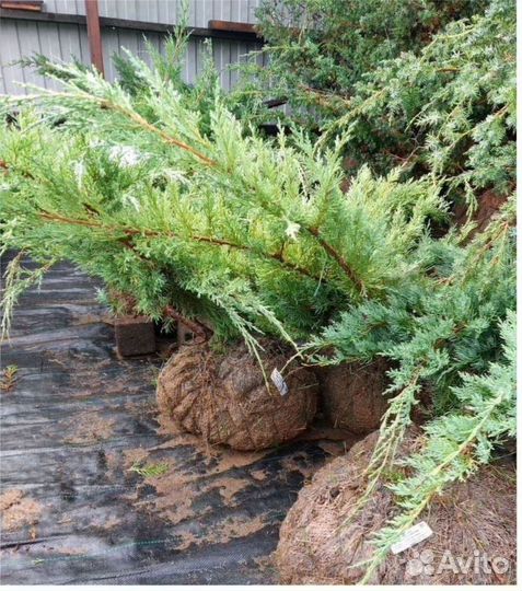 Сосна декоративная Можжевельник Туя Смарагд Колумн
