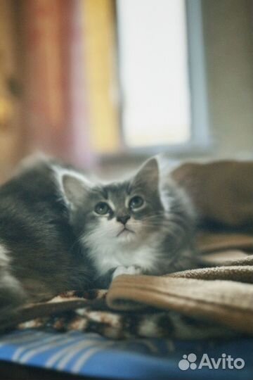 Котенок в добрые руки